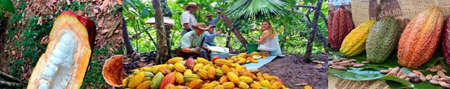 CACAO